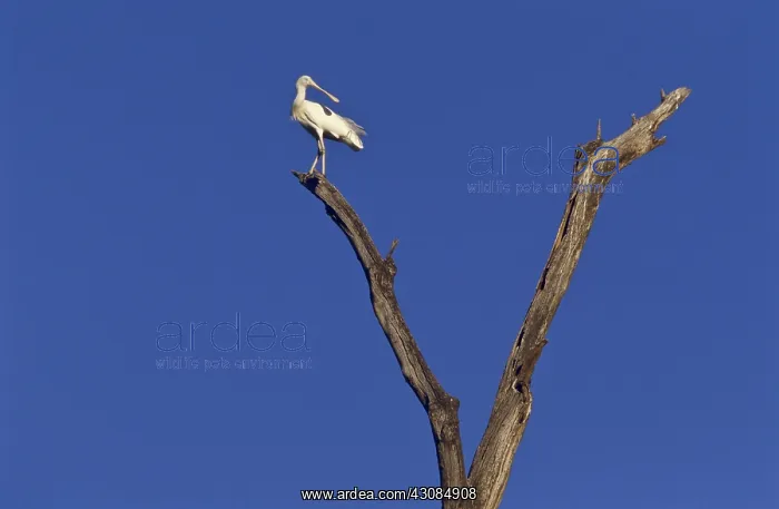  : Yellow-billed Spoonbill
