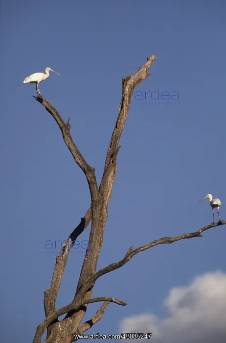 : Yellow-billed Spoonbill : Yellow-billed Spoonbill