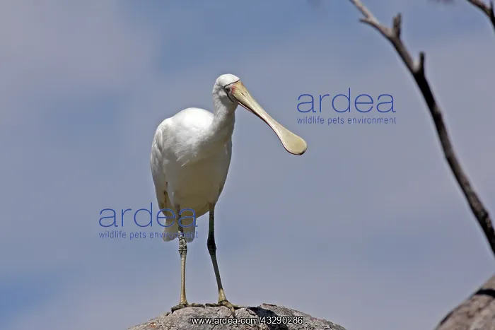 : Yellow-billed Spoonbill : Yellow-billed Spoonbill
