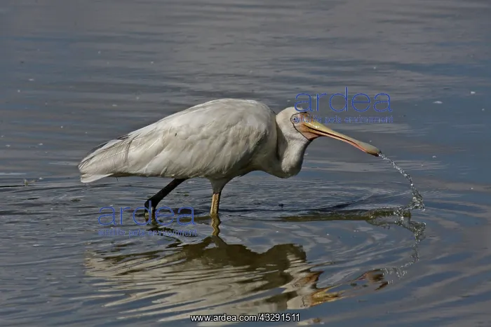 : Yellow-billed Spoonbill : Yellow-billed Spoonbill