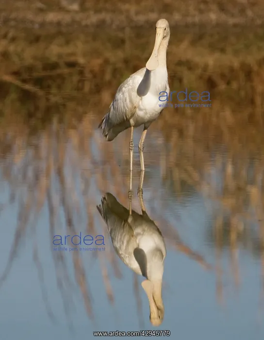 : Yellow-billed Spoonbill - at shallow pool by the : Yellow-billed Spoonbill - at shallow pool by the