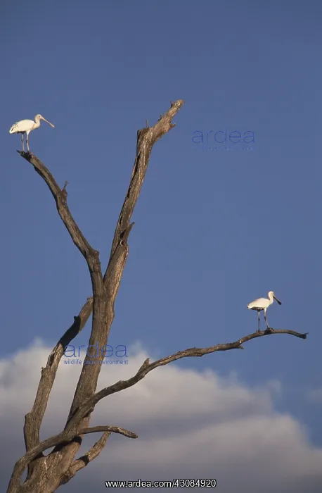 : Yellow-billed Spoonbills : Yellow-billed Spoonbills