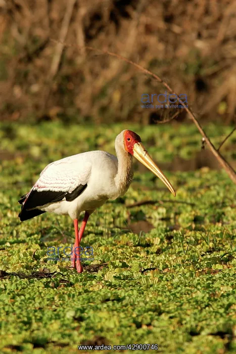 : Yellow-billed Stork : Yellow-billed Stork