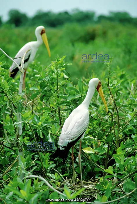 : YELLOW-BILLED STORK : YELLOW-BILLED STORK