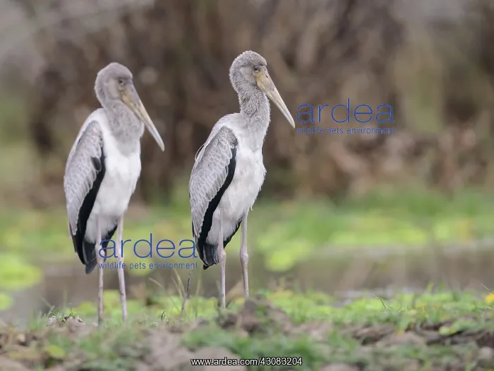 : Yellow-billed Stork : Yellow-billed Stork