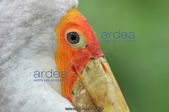 : Yellow-billed Stork : Yellow-billed Stork