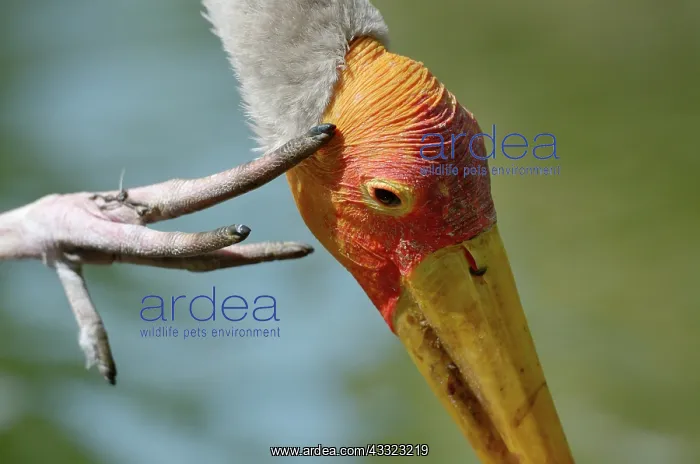 : Yellow-billed Stork : Yellow-billed Stork