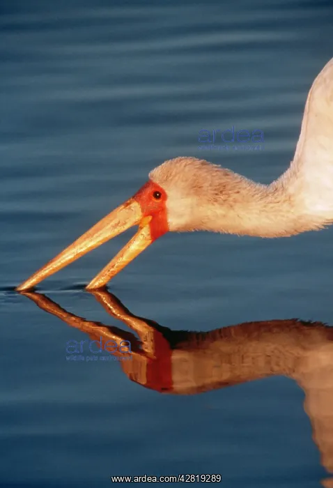: Yellow-billed STORK - beak in water : Yellow-billed STORK - beak in water