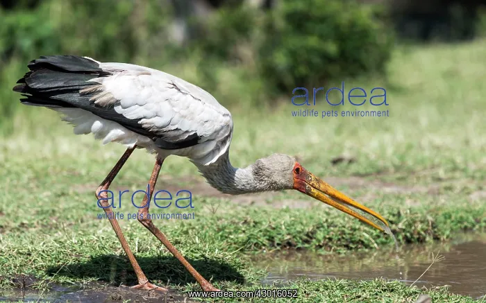  : Yellow-billed Stork drinking water