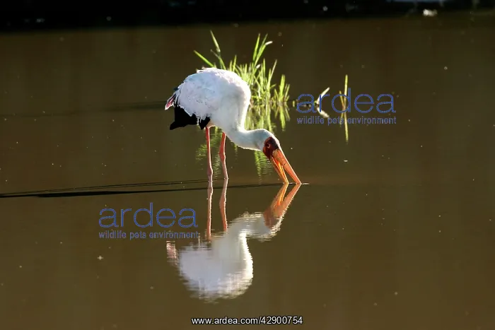 : Yellow-billed Stork - feeding in water : Yellow-billed Stork - feeding in water