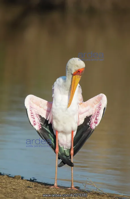 : Yellow-billed Stork - female basking and preening : Yellow-billed Stork - female basking and preening
