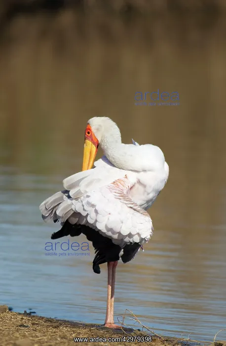 : Yellow-billed Stork - female preening itself at : Yellow-billed Stork - female preening itself at