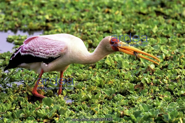: Yellow-billed Stork - fishing : Yellow-billed Stork - fishing