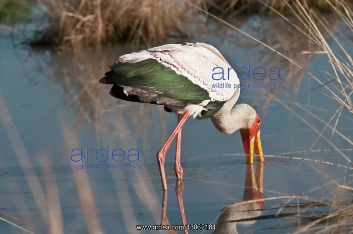 : Yellow-Billed Stork fishing in river at : Yellow-Billed Stork fishing in river at