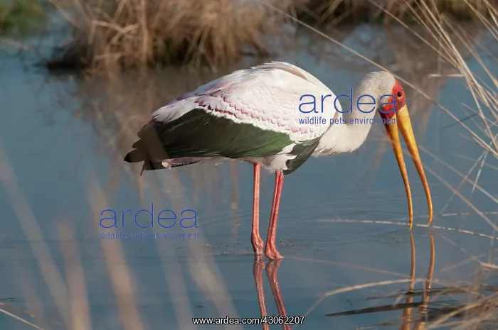 : Yellow-Billed Stork fishing in river at : Yellow-Billed Stork fishing in river at