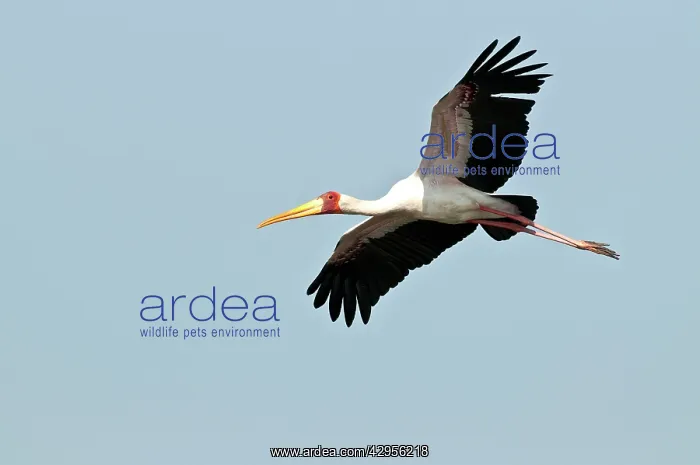 : Yellow-Billed Stork - in flight : Yellow-Billed Stork - in flight