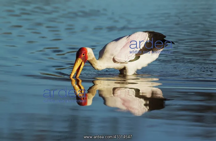 : Yellow-billed Stork - hunting in a pool : Yellow-billed Stork - hunting in a pool