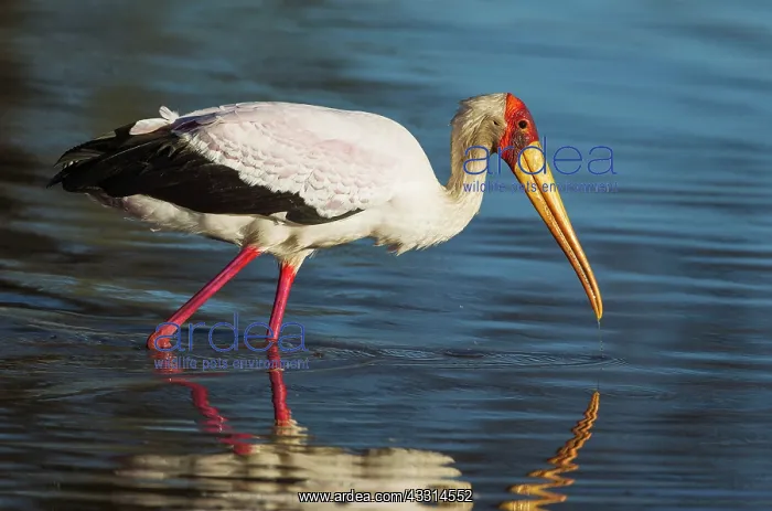 : Yellow-billed Stork - hunting in a pool : Yellow-billed Stork - hunting in a pool