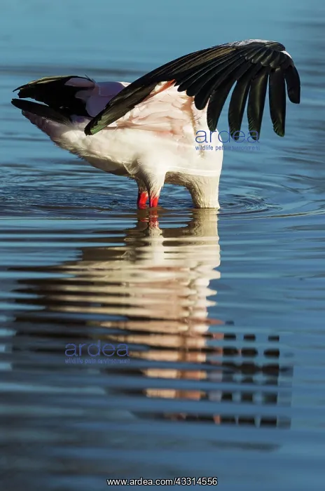 : Yellow-billed Stork - hunting in a pool with its : Yellow-billed Stork - hunting in a pool with its