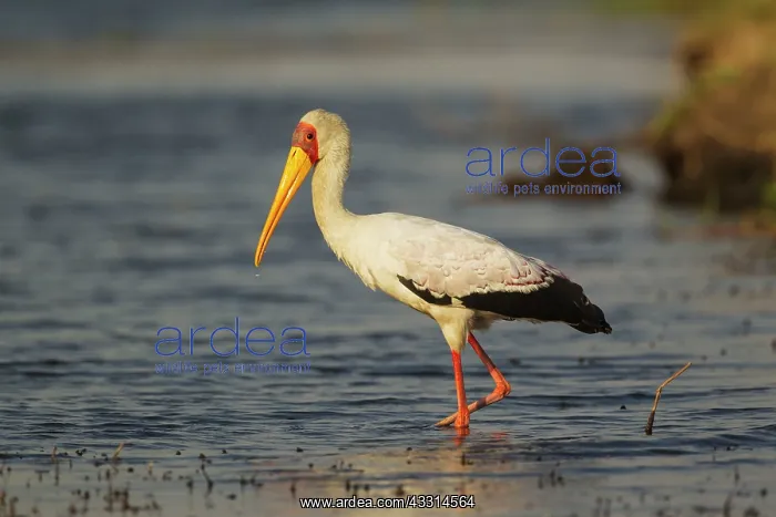 : Yellow-billed Stork - hunting in the shallow water : Yellow-billed Stork - hunting in the shallow water