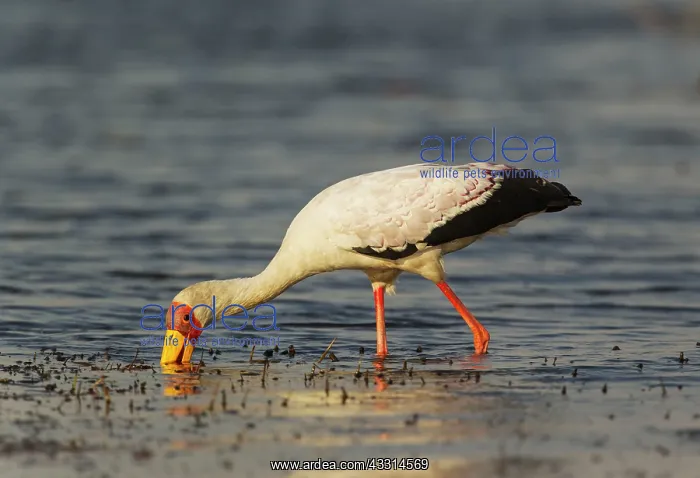 : Yellow-billed Stork - hunting in the shallow water : Yellow-billed Stork - hunting in the shallow water