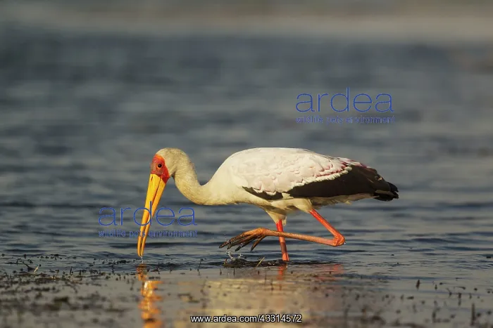 : Yellow-billed Stork - hunting in the shallow water : Yellow-billed Stork - hunting in the shallow water