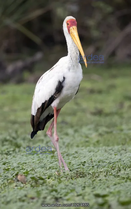 : Yellow-billed stork Ibis ibis Lake Naivasha Kenya : Yellow-billed stork Ibis ibis Lake Naivasha Kenya