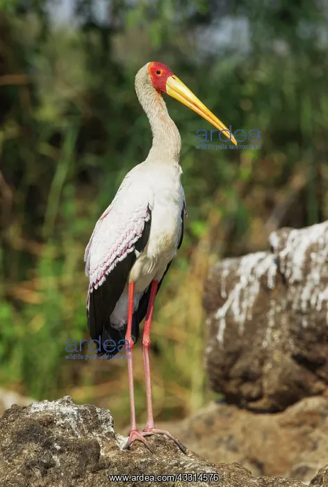 : Yellow-billed Stork - on an island in the Chobe River : Yellow-billed Stork - on an island in the Chobe River