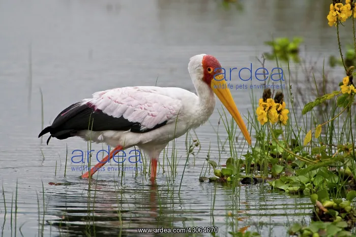 : Yellow-billed Stork at Lake Naivasha, Kenya : Yellow-billed Stork at Lake Naivasha, Kenya