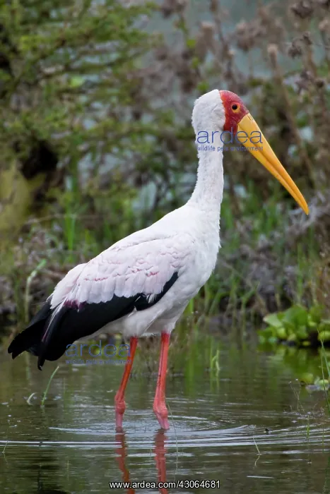 : Yellow-billed Stork at Lake Naivasha, Kenya : Yellow-billed Stork at Lake Naivasha, Kenya