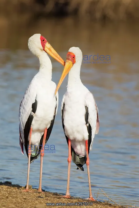 : Yellow-billed Stork - Loving pair (male on the : Yellow-billed Stork - Loving pair (male on the