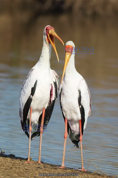 : Yellow-billed Stork - Loving pair (male on the : Yellow-billed Stork - Loving pair (male on the