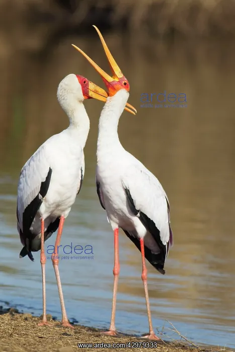 : Yellow-billed Stork - Loving pair (male on the : Yellow-billed Stork - Loving pair (male on the