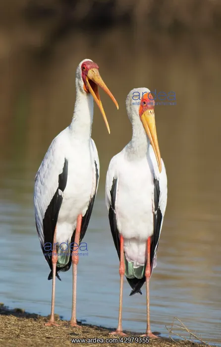 : Yellow-billed Stork - Loving pair (male on the : Yellow-billed Stork - Loving pair (male on the