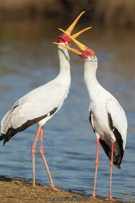 : Yellow-billed Stork - Loving pair (male on the : Yellow-billed Stork - Loving pair (male on the
