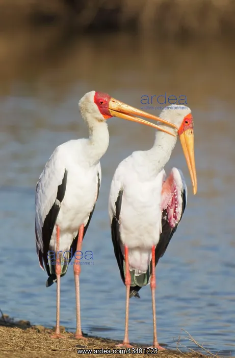 : Yellow-billed Stork - Loving pair (male on the : Yellow-billed Stork - Loving pair (male on the