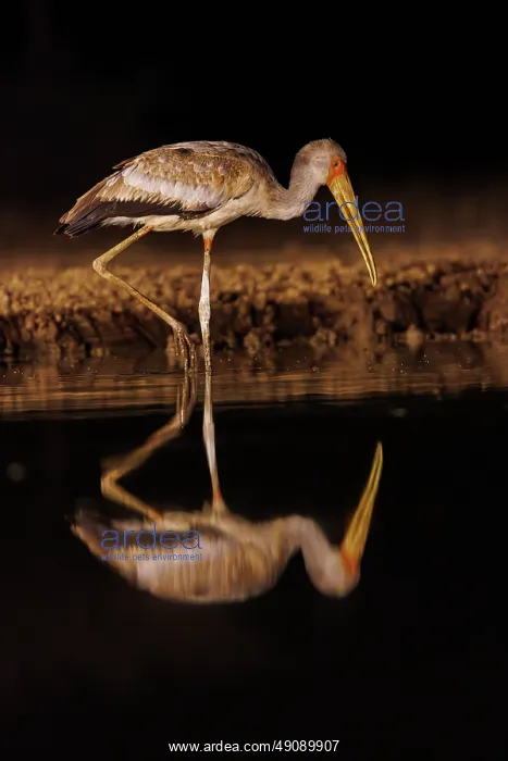  : yellow-billed stork (Mycteria ibis)