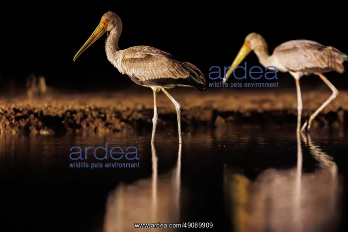 : yellow-billed stork (Mycteria ibis) : yellow-billed stork (Mycteria ibis)