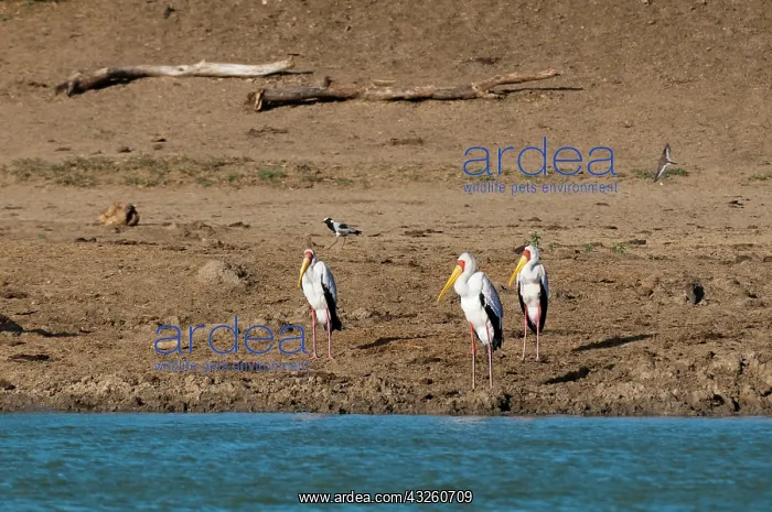 : Yellow-billed Stork (Mycteria ibis), Lualenyi : Yellow-billed Stork (Mycteria ibis), Lualenyi