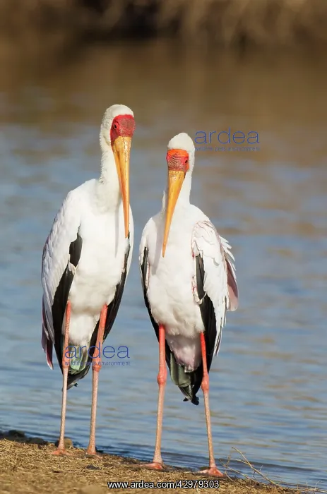: Yellow-billed Stork - Pair (male on the left) during : Yellow-billed Stork - Pair (male on the left) during