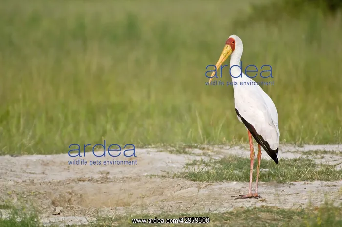 : Yellow-billed Stork - Standing on bare ground : Yellow-billed Stork - Standing on bare ground