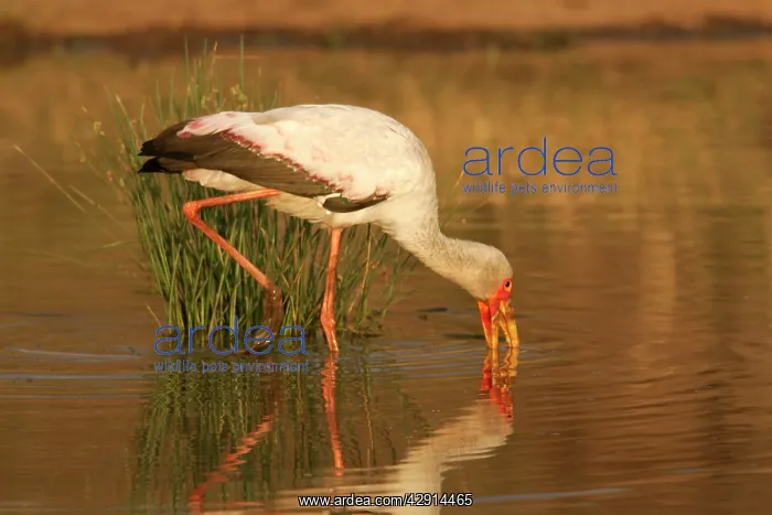 : Yellow-billed Stork - standing in water : Yellow-billed Stork - standing in water