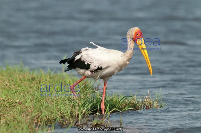: Yellow-Billed Stork - stepping into river : Yellow-Billed Stork - stepping into river