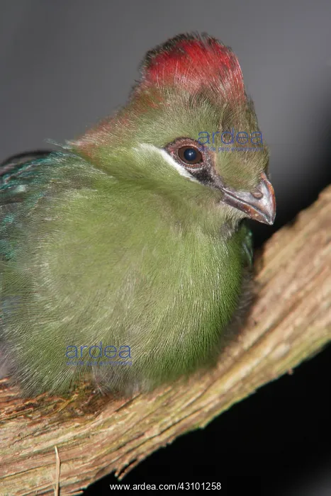 : Yellow-billed turaco (Tauraco macrorhynchus) : Yellow-billed turaco (Tauraco macrorhynchus)