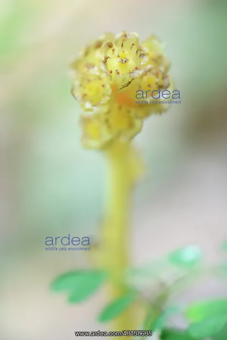 : Yellow Bird's-nest : Yellow Bird's-nest