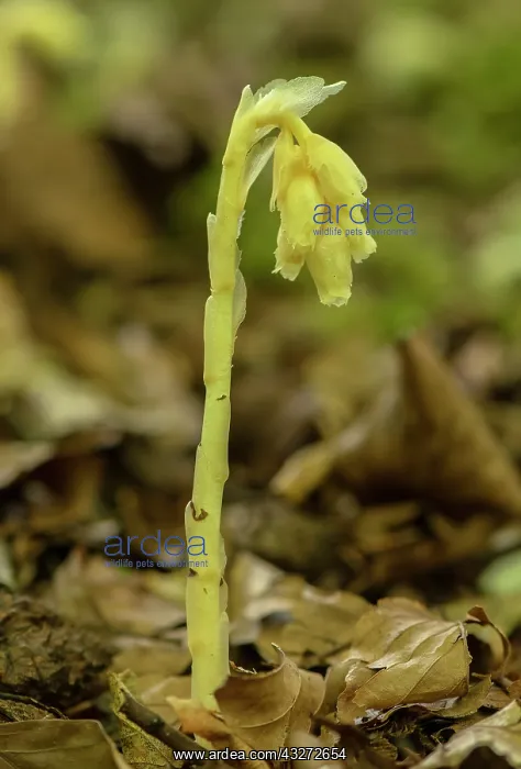: Yellow birds-nest, Hypopitys monotropa, in flower : Yellow birds-nest, Hypopitys monotropa, in flower