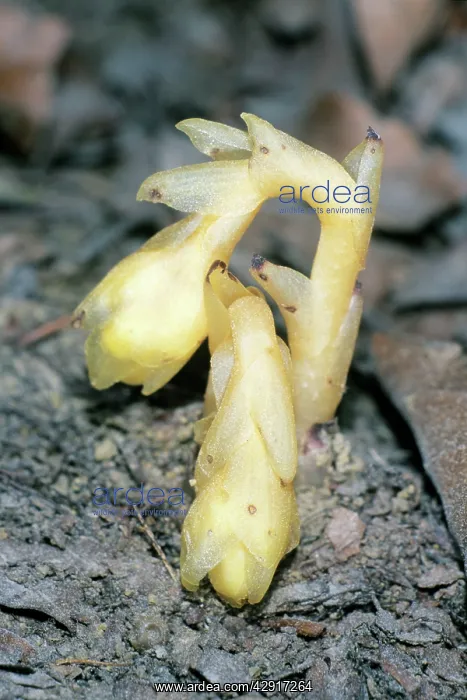 : Yellow Bird's-nest - parasitic flowering plant : Yellow Bird's-nest - parasitic flowering plant