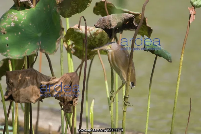: Yellow Bittern : Yellow Bittern