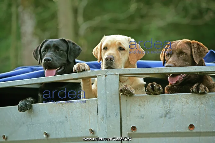 : Yellow, Black and Chocolate Labradors - looking : Yellow, Black and Chocolate Labradors - looking