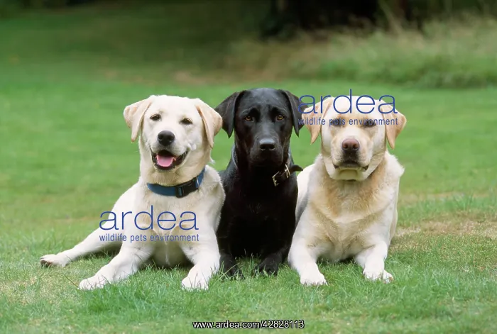: Yellow & Black Labrador Dogs : Yellow & Black Labrador Dogs